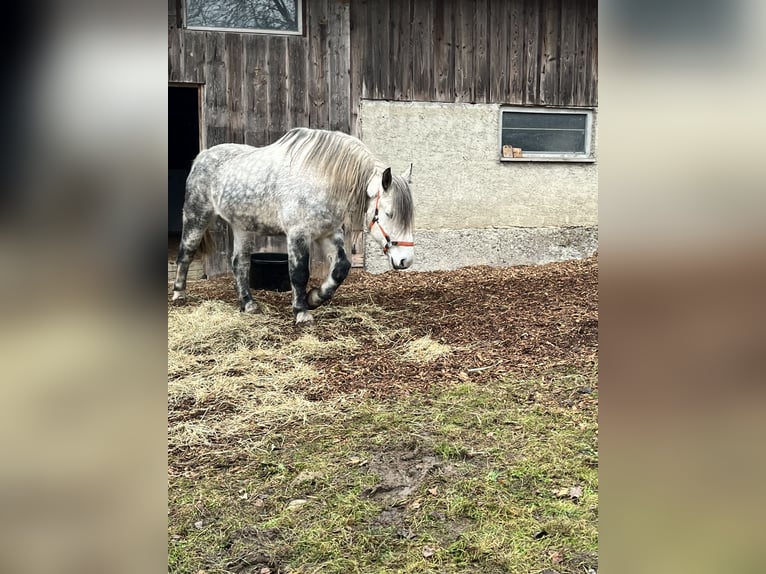 Thüringer Warmbloed Ruin 9 Jaar 163 cm Appelschimmel in Frickingen