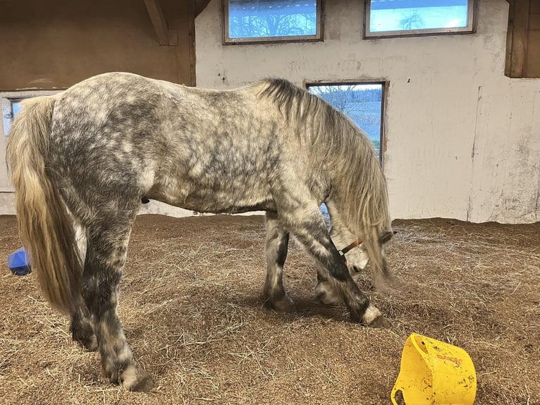 Thüringer Warmbloed Ruin 9 Jaar 163 cm Appelschimmel in Frickingen