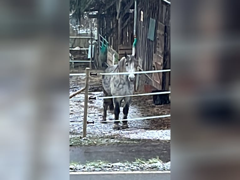 Thüringer Warmbloed Ruin 9 Jaar 163 cm Appelschimmel in Frickingen