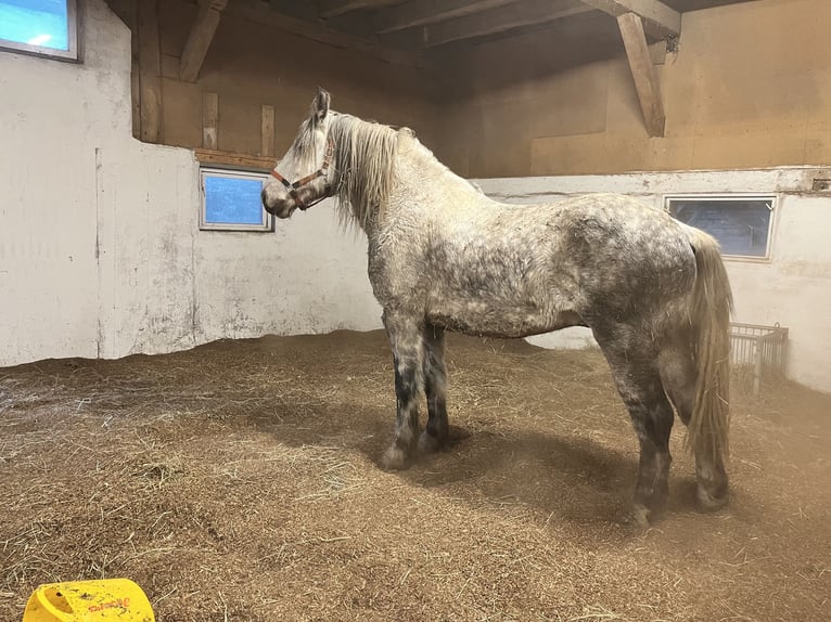 Thüringer Warmbloed Ruin 9 Jaar 163 cm Appelschimmel in Frickingen