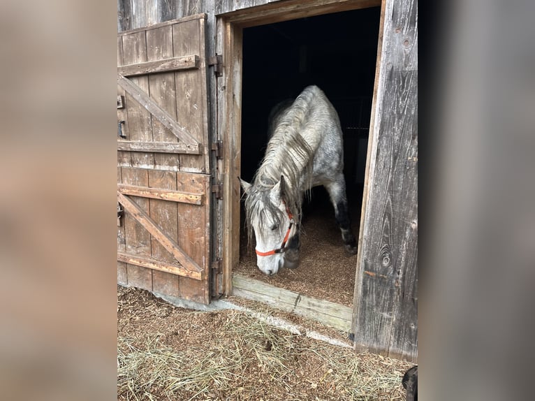 Thüringer Warmbloed Ruin 9 Jaar 163 cm Appelschimmel in Frickingen