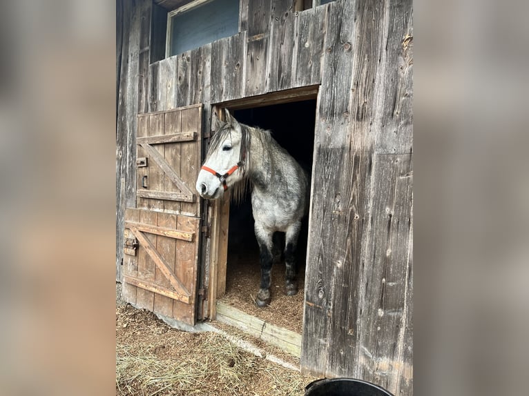 Thüringer Warmbloed Ruin 9 Jaar 163 cm Appelschimmel in Frickingen