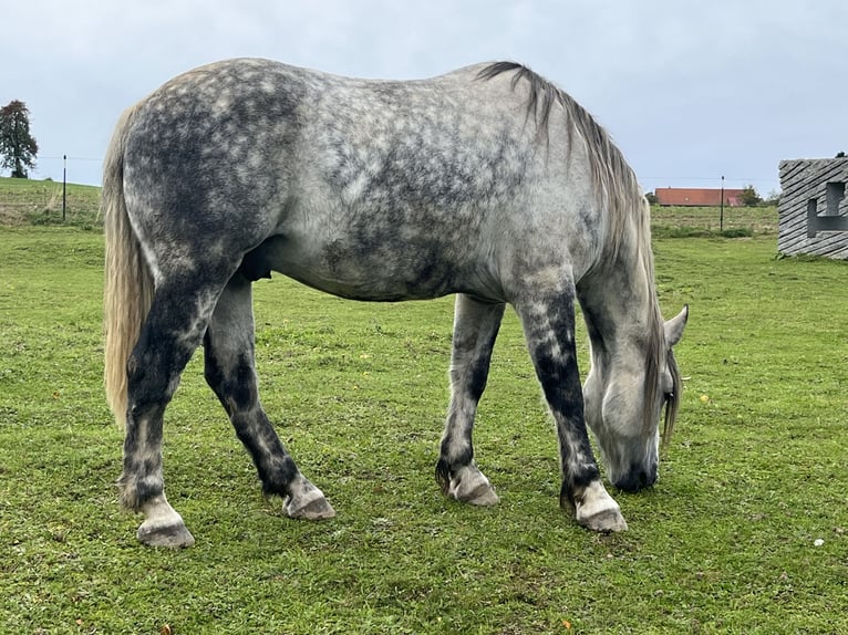 Thüringer Warmbloed Ruin 9 Jaar 163 cm Appelschimmel in Frickingen