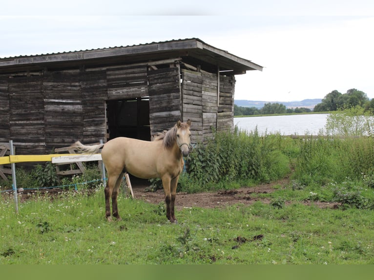 Thüringer Warmblut Hengst 1 Jahr Falbe in Neustadt an der Orla