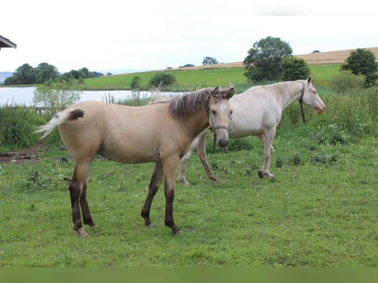 Thüringer Warmblut Hengst 1 Jahr Falbe in Neustadt an der Orla