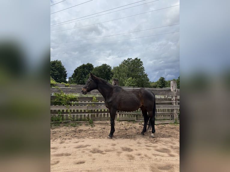 Thüringer Warmblut Stute 23 Jahre 165 cm Brauner in Aschaffenburg Strietwald
