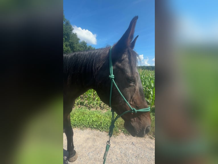 Thüringer Warmblut Stute 23 Jahre 165 cm Brauner in Aschaffenburg Strietwald