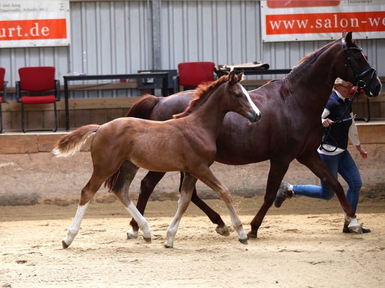 Thüringer Warmblut Stute 5 Jahre 166 cm Fuchs in Ilmenau