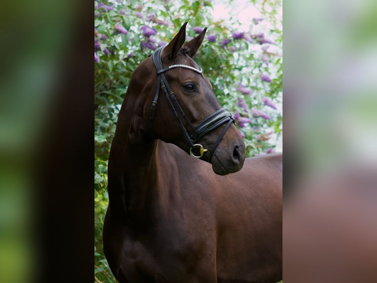 Thüringer Warmblut Stute 6 Jahre 168 cm Dunkelbrauner in Wijhe