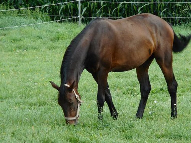 Thüringer Warmblut Wallach 10 Jahre 163 cm Brauner in Moorenweis
