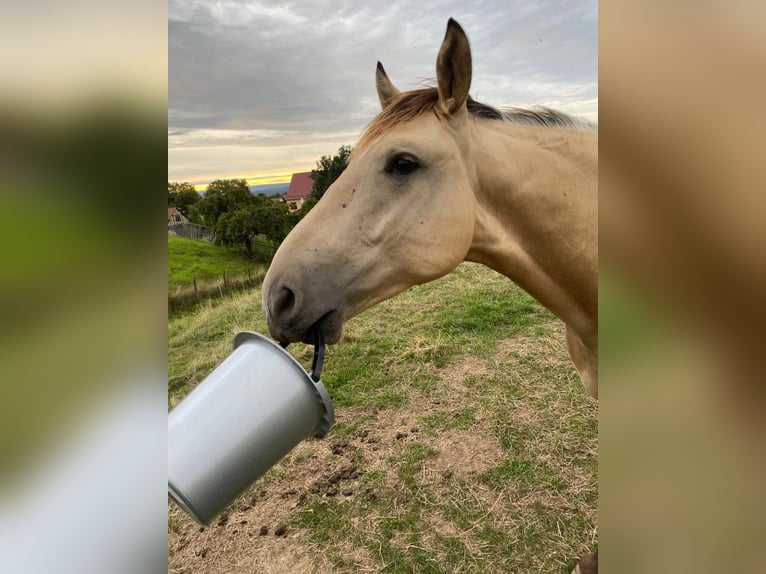 Thüringer Warmblut Mix Wallach 2 Jahre 150 cm Falbe in P&#xF6;&#xDF;neck