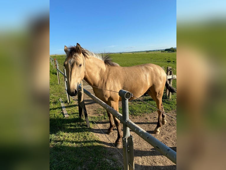 Thüringer Warmblut Mix Wallach 2 Jahre 150 cm Falbe in P&#xF6;&#xDF;neck