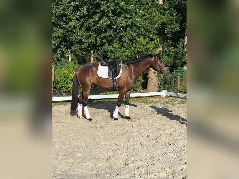 Thüringer Warmblut Wallach 4 Jahre 163 cm Brauner in Herdecke