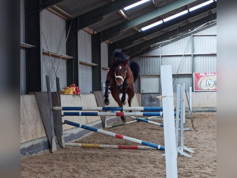 Thüringer Warmblut Wallach 4 Jahre 176 cm Brauner in Eisenberg