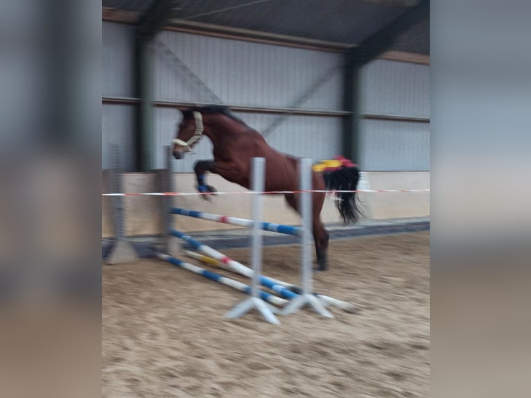 Thüringer Warmblut Wallach 4 Jahre 176 cm Brauner in Eisenberg