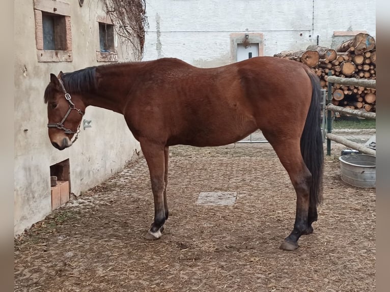 Thüringer Warmblut Wallach 4 Jahre 176 cm Brauner in Eisenberg