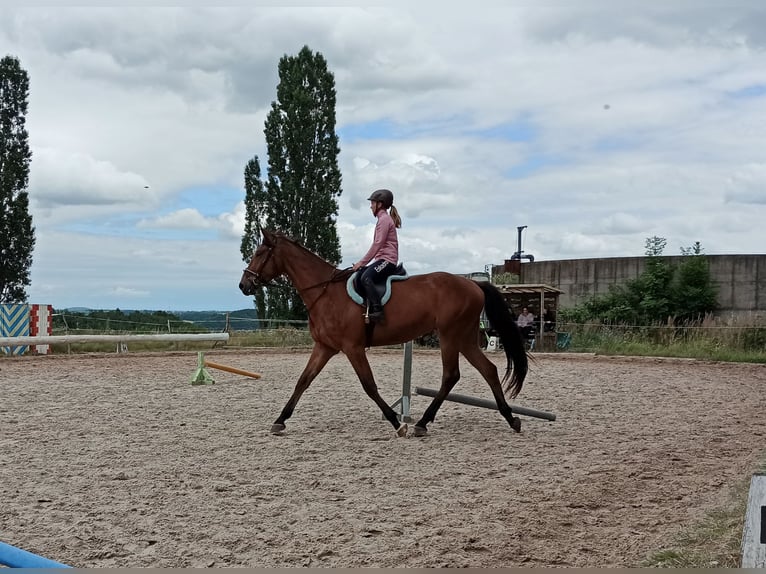 Thüringer Warmblut Wallach 4 Jahre 176 cm Brauner in Eisenberg