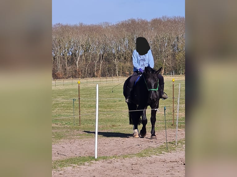 Thüringer Warmblut Wallach 5 Jahre 172 cm Rappe in Geestland