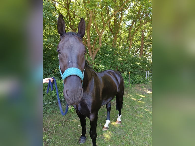 Thüringer Warmblut Wallach 5 Jahre 172 cm Rappe in Geestland