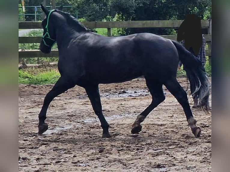 Thüringer Warmblut Wallach 5 Jahre 172 cm Rappe in Geestland