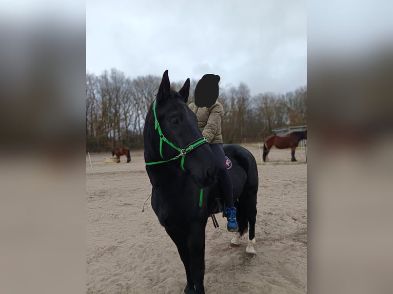 Thüringer Warmblut Wallach 5 Jahre 172 cm Rappe in Geestland