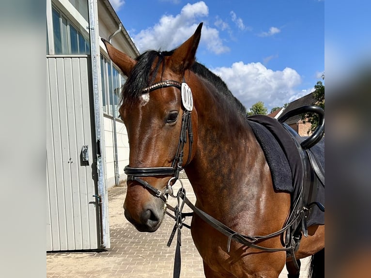 Thüringer Warmblut Wallach 9 Jahre 175 cm Dunkelbrauner in GüstrowGüstrow