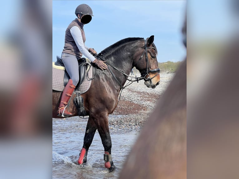 Thüringer Warmblut Wallach 9 Jahre 175 cm Dunkelbrauner in GüstrowGüstrow