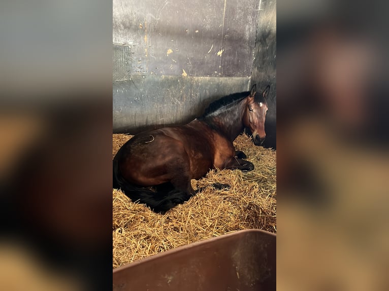 Thüringer Warmblut Wallach 9 Jahre 175 cm Dunkelbrauner in GüstrowGüstrow