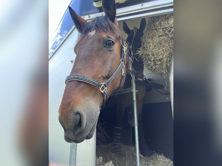 Thüringer Warmblut Wallach 9 Jahre 175 cm Dunkelbrauner in GüstrowGüstrow