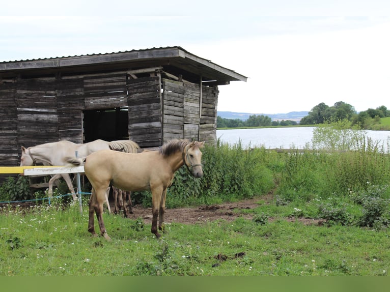 Thürinskt varmblod Hingst 1 år Black in Neustadt an der Orla