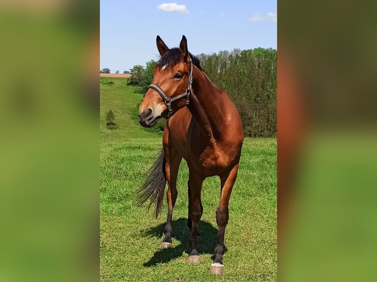 Thuringe sang chaud Hongre 4 Ans 176 cm Bai in Eisenberg