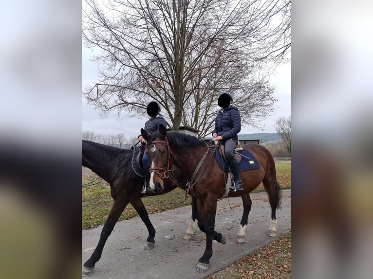 Thuringe sang chaud Jument 20 Ans 165 cm Bai in Amt Creuzburg OT Mihla