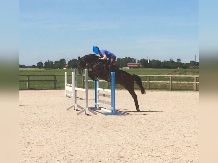 Thuringian Warmblood Gelding 10 years 16 hh Brown in Moorenweis