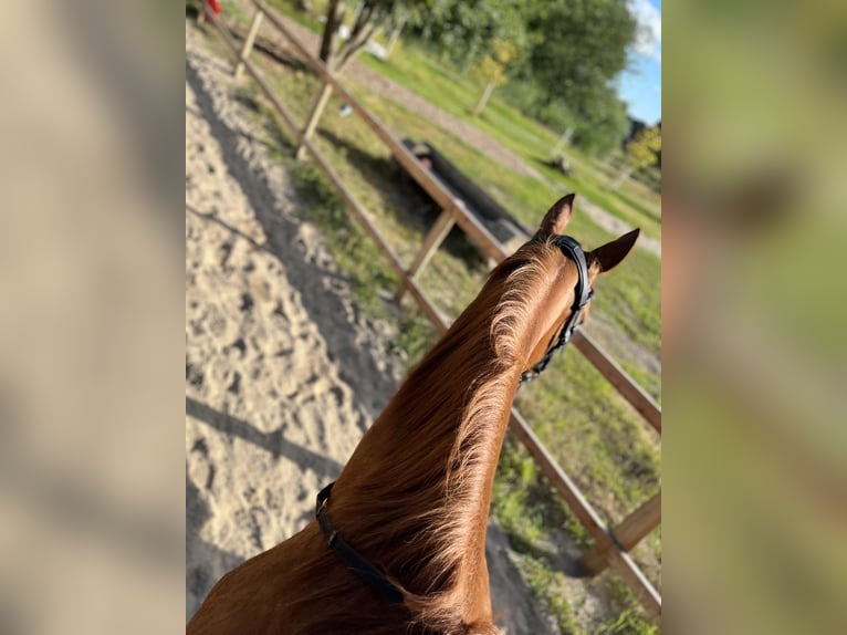 Thuringian Warmblood Gelding 25 years 16,2 hh Chestnut-Red in Osterholz-ScharmbeckOsterholz-Scharmbeck