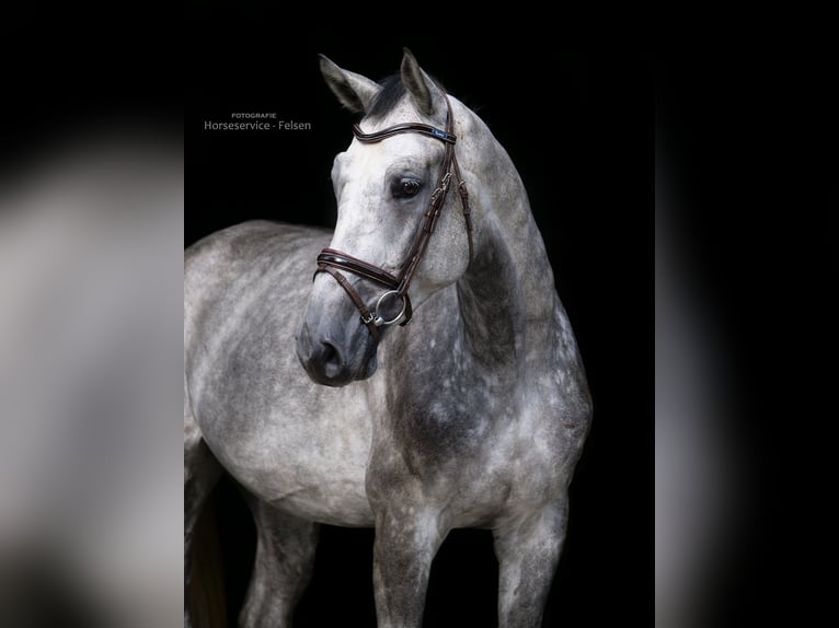 Thuringian Warmblood Gelding 4 years 16,2 hh Gray-Dapple in Dohren