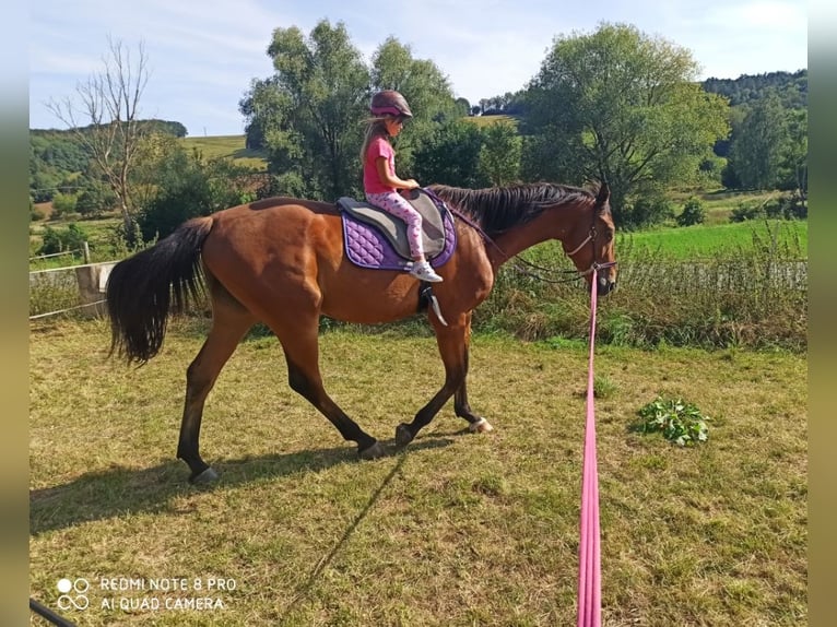 Thuringian Warmblood Gelding 4 years 17,1 hh Brown in Eisenberg