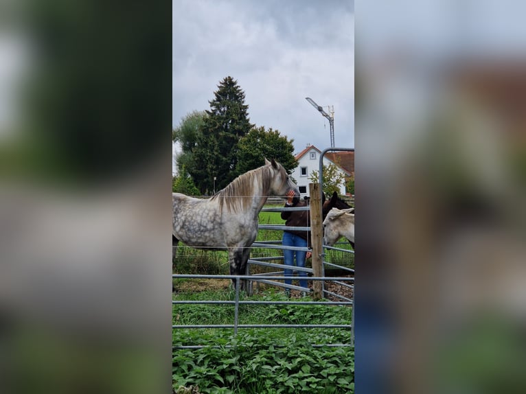 Thuringian Warmblood Gelding 9 years 16 hh Gray-Dapple in Frickingen