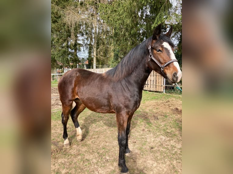 Thuringian Warmblood Mare 1 year 14,2 hh Brown-Light in Nottertal-Heilinger Höhen
