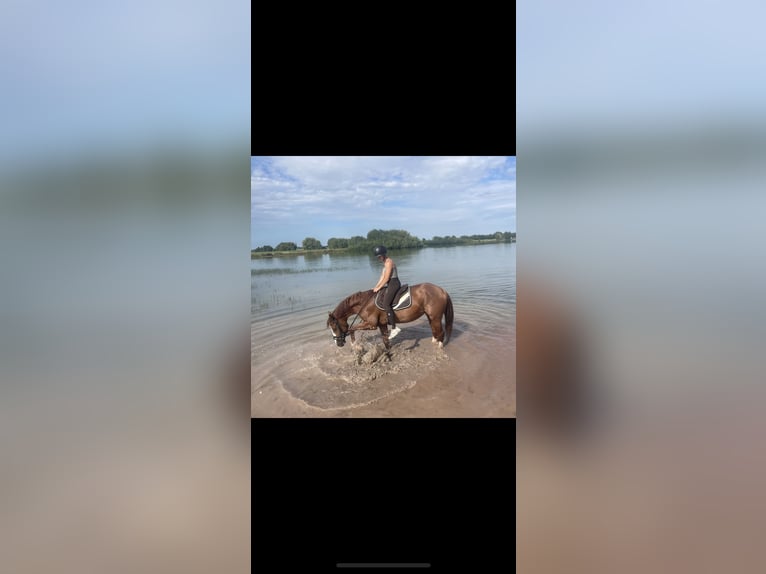 Thuringian Warmblood Mare 5 years 16,1 hh Chestnut-Red in Ilmenau