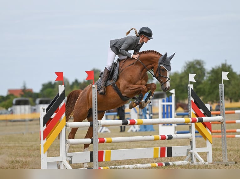 Thuringian Warmblood Mare 5 years 16,1 hh Chestnut-Red in Ilmenau