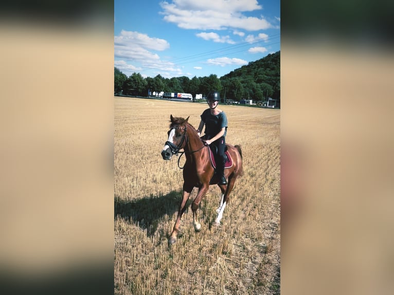 Thuringian Warmblood Mare 5 years 16,1 hh Chestnut-Red in Ilmenau