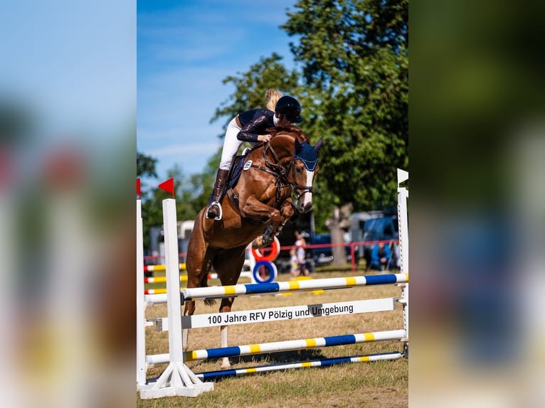 Thuringian Warmblood Mare 5 years 16,1 hh Chestnut-Red in Ilmenau