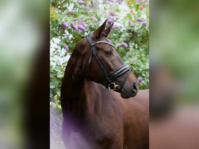 Thuringian Warmblood Mare 6 years 16,1 hh Bay-Dark in Wijhe