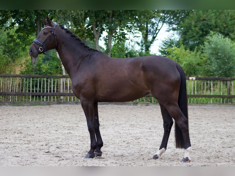 Thuringian Warmblood Mare 6 years 16,1 hh Bay-Dark in Wijhe