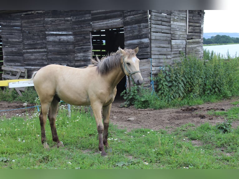 Thuringian Warmblood Stallion 1 year Dun in Neustadt an der Orla