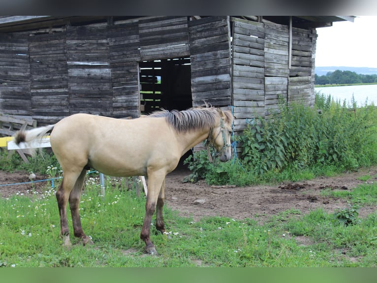 Thuringian Warmblood Stallion 1 year Dun in Neustadt an der Orla