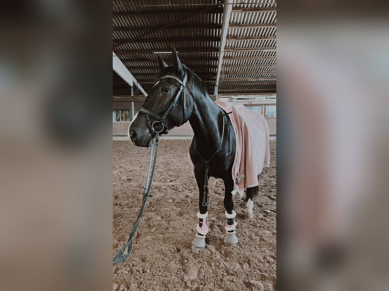 Thuringian Warmblood Stallion 6 years 16 hh Smoky-Black in Reken