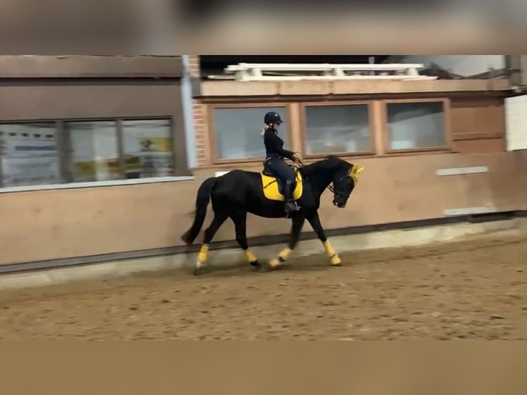 Thuringian Warmblood Stallion 6 years 16 hh Smoky-Black in Reken