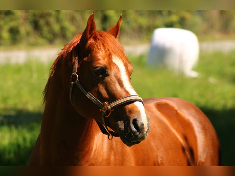 TIDYS TIVIO KING American Quarter Horse Stallion Chestnut-Red in Wolgast