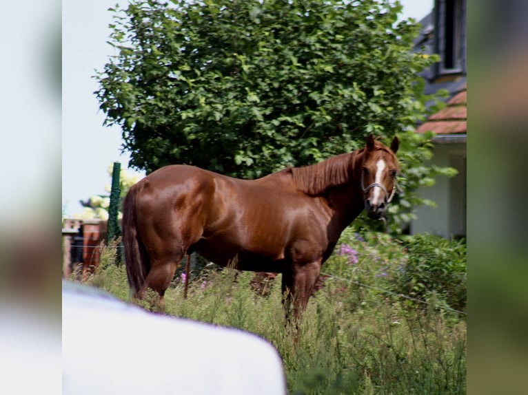TIDYS TIVIO KING Quarter horse américain Étalon Alezan in Wolgast